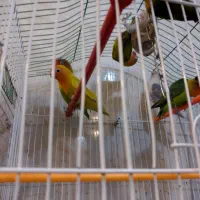 طوطی برزیلی از سر لاک تا بالغ|پرنده|رشت, انصاری|دیوار