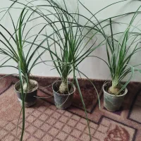 گل و گیاه خاص|گل و گیاه طبیعی|مراغه, |دیوار