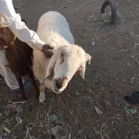 گوراند لتگی فروشی|حیوانات مزرعه|سراوان, |دیوار