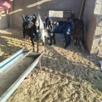 پنج بزنجدی ودوعددبزنردرشادگان|حیوانات مزرعه|شادگان, |دیوار