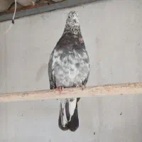 کفتر سرور