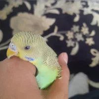 مرغ عشق تک