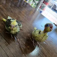 جوجه سرلاکی عروس هلندی|پرنده|ساری, |دیوار