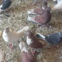 قرمز خوب