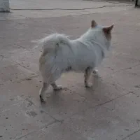 سگ پامرین روباهی بازی گوش.|سگ|قرچک, مهدیه|دیوار