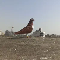 کفتر بوم 20 تا پرشی زدوخوردی