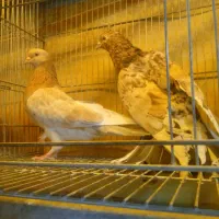 کبوتر رنگ و پرش(معین)بارجدید