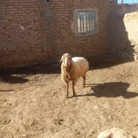 بره قوچ همو