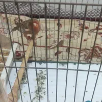 قناری|پرنده|اهواز, کوی جواهری|دیوار