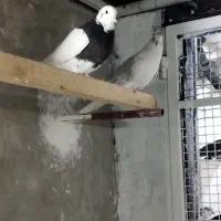 کبوتر|پرنده|سمنان, |دیوار