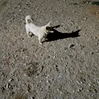 سگ نر|سگ|زالیان, |دیوار