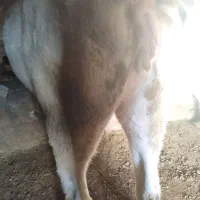 گوساله|حیوانات مزرعه|سراب, |دیوار