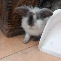 خرگوش لپ|موش و خرگوش|اقبالیه, |دیوار