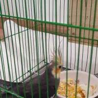 عروس  هلندی مادر و پدر