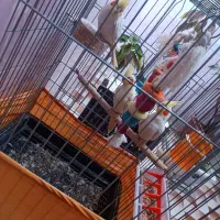 عروس هلندی مولد|پرنده|نورآباد, |دیوار