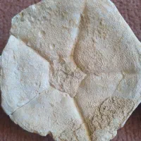 فسیل صدف کلکسیونی|کلکسیون اشیاء عتیقه|زنجان, |دیوار