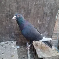 سلام نرماده پلنگ فروشی