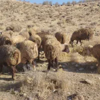 میش ترکی بختیاری|حیوانات مزرعه|ارژن, |دیوار