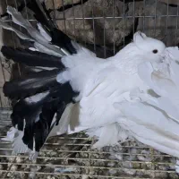 چتری آمریکایی دم رنگی