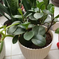 فروش گل های طبیعی و زیبا|گل و گیاه طبیعی|تاکستان, |دیوار