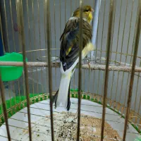 قناری ماده ابلغ پرتغالی فر معاوضه بانر مست خوان