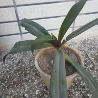 گل قشنگ|گل مصنوعی|یزد, |دیوار