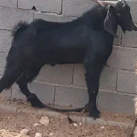 فروش بز وپازن در شهرستان جم|حیوانات مزرعه|جم, |دیوار