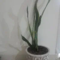 گل طبیعی|گل و گیاه طبیعی|مشهد, شهرآرا|دیوار