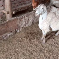 فروش گوسفند|حیوانات مزرعه|هریس, |دیوار