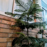 کاج مطبق یک و نیم متر|گل و گیاه طبیعی|ابریشم, |دیوار