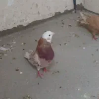 کفتر|پرنده|تهران, عباسی|دیوار