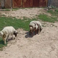 بره مخصوص پرواز