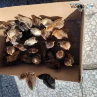 جوجه محلی|حیوانات مزرعه|مسجد سلیمان, |دیوار