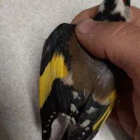 سهره نر ضمانتی