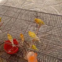 پرنده|پرنده|پیر بکران, |دیوار