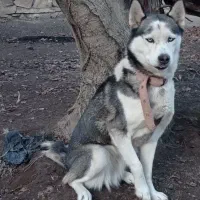 سگ هاسکی|سگ|ملکان, |دیوار