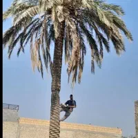 بریدن نخل قطع نخل سمپاشی نخل موریانه درخت هرس نخل|خدمات باغبانی و درختکاری|اهواز, نادری|دیوار