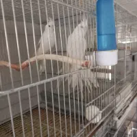 فروش طوطی عروس هلندی مولد