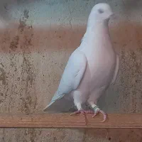 کبوتر|پرنده|تهران, خانی آباد نو جنوبی|دیوار