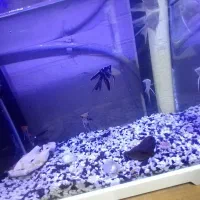 آکواریوم با تمام امکانات و ماهی|ماهی|رشت, حسین آباد|دیوار