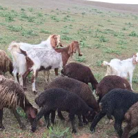 بز نر و بز ماده