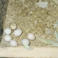 مرغ عشق تک رنگ کم یاب|پرنده|کرمانشاه, |دیوار