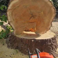 درخت بری،شاخه بری،هرس وفرم دهی