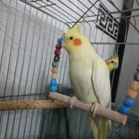 عروس هلندی|پرنده|تهران, کیانشهر|دیوار