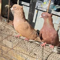 دم سفید|پرنده|کارون, |دیوار