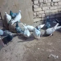 کبوتر پرشی صاف|پرنده|بشاریات, |دیوار