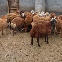 بره نر و ماده