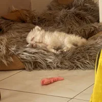 توله سگ پامر ۳ ماهه