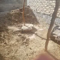 کودگاو