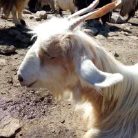 بزترکی‌معاوضه‌بامیش|حیوانات مزرعه|ایذه, |دیوار